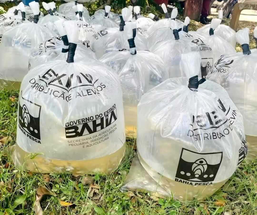 Camacã: Prefeitura entrega 30 mil alevinos da espécie Tambaqui e Tilápia para agricultores 

